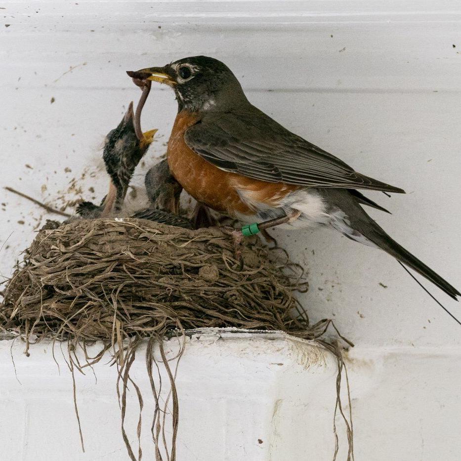 Views on garden insects are changing. Why many former 'pests' are now valued